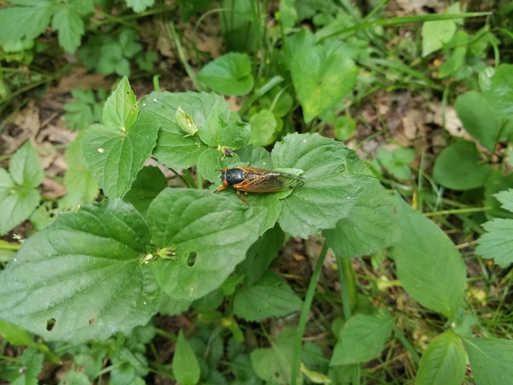 ITG cicadas Brood X